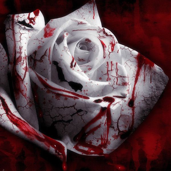 30 Seed Rarest White Blood Rose Plant Flower Seeds Flower Garden Asaka Rare True Blood Rose seed
30 Seed Rarest White Blood Rose Plant Flower Seeds Flower Garden Asaka Rare True Blood Rose seed