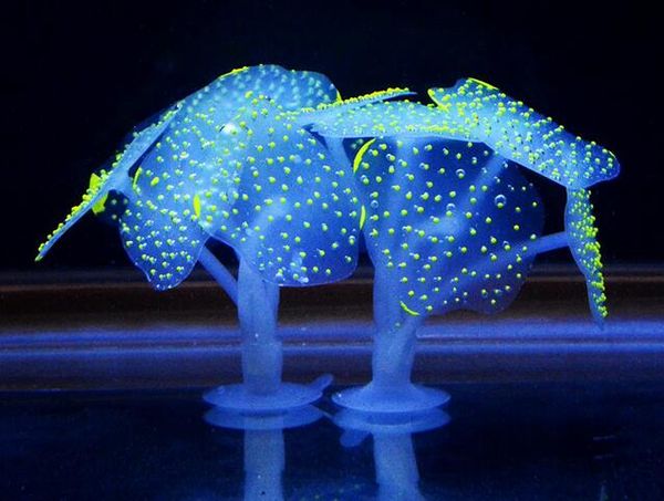 горячие аквариумы присоски коралловый аквариум искусственный коралловый силиконовый завод с присоской орнамент воды пейзаж декор аквариум
горячие аквариумы присоски коралловый аквариум искусственный коралловый силиконовый завод с присоской орнамент воды пейзаж декор аквариум