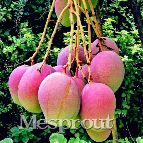 

Редкие семена манго очень вкусные семена фруктов очень легко растут для домашнег