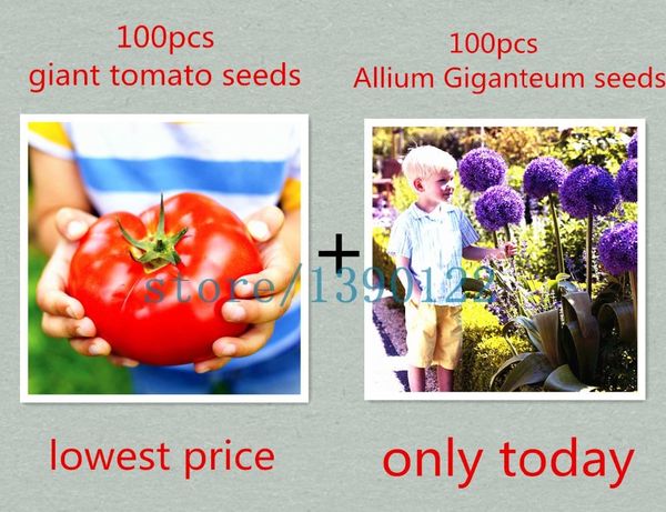 100pcs giant tomato seeds and Purple Giant Allium Giganteum Fruit and vegetable bonsai flower seeds easy to grow
100pcs giant tomato seeds and Purple Giant Allium Giganteum Fruit and vegetable bonsai flower seeds easy to grow