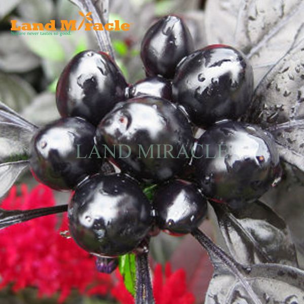 Sementes landmiracle
Sementes landmiracle