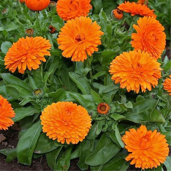

Оранжевый календула горшок календулы цветок календулы 200 семена веселый яркий цв