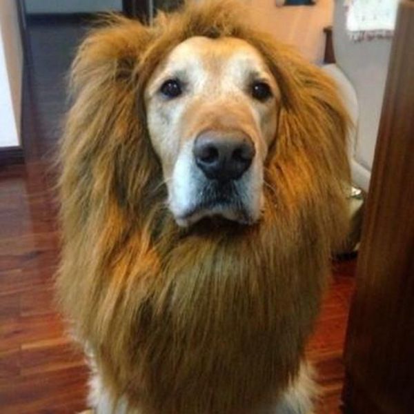 pet fashion series supplies dog accessories large dog wigs cosplay headgear hat scarf 4 colors ing
pet fashion series supplies dog accessories large dog wigs cosplay headgear hat scarf 4 colors ing
