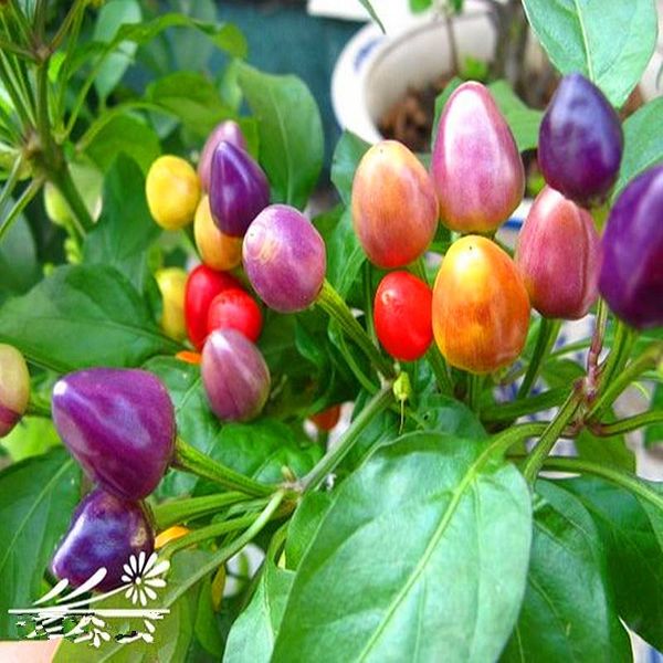 Реликвия 100 шт. / лот тайское Солнце острый перец стручковый перец Annuum декоративные семена Чили бонсай завод мини горячий перец семена
Реликвия 100 шт. / лот тайское Солнце острый перец стручковый перец Annuum декоративные семена Чили бонсай завод мини горячий перец семена