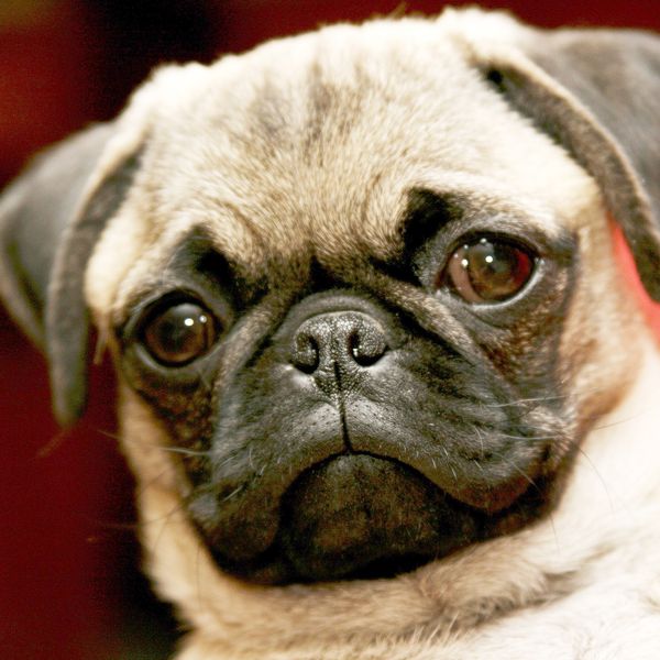 a1068 5d алмаз вышивка домашнего декора вышивки крестом прекрасная собака 100% смолы инструмент dril живопись вышивки крестом мозаика рукоде
a1068 5d алмаз вышивка домашнего декора вышивки крестом прекрасная собака 100% смолы инструмент dril живопись вышивки крестом мозаика рукоде