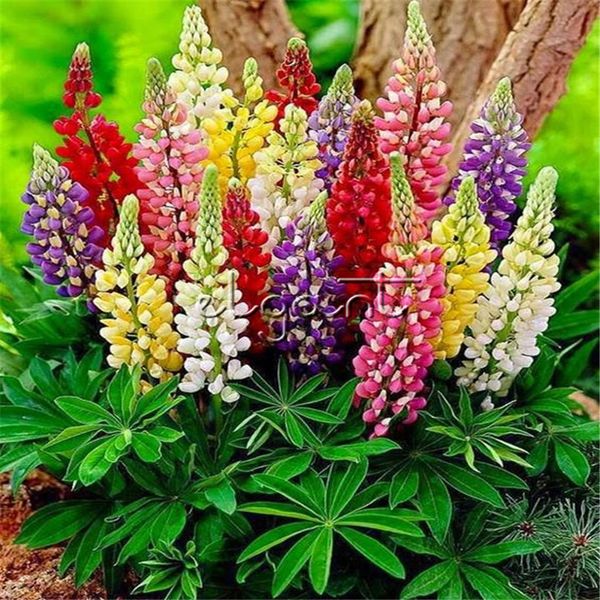 25 Pcs Lupine Lupinus polyphyllus Perennial Flower Seeds DIY Home Garden Bonsai Cut Flower Balcony Pot Bonsai Landscaping
25 Pcs Lupine Lupinus polyphyllus Perennial Flower Seeds DIY Home Garden Bonsai Cut Flower Balcony Pot Bonsai Landscaping