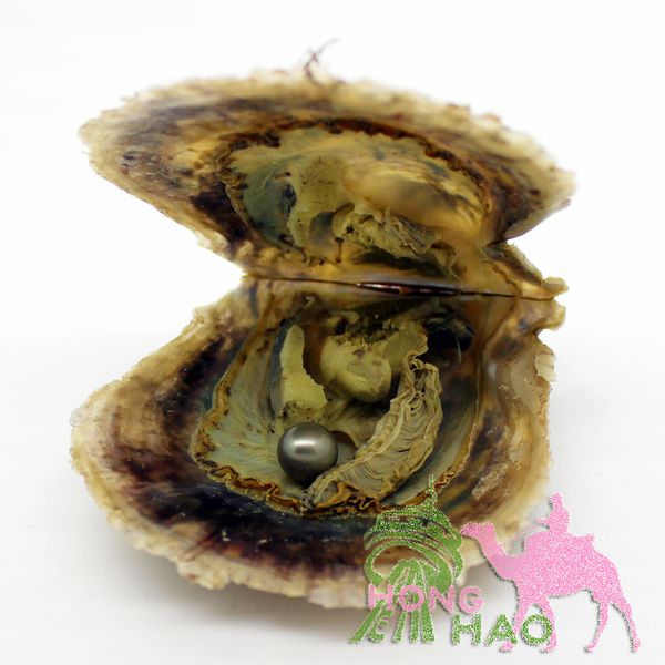 2022 wholesale vacuum packaging pearl oyster 7-8mm#4 grey round