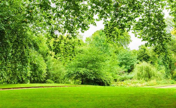 green leaf grass landscape 3d tv wall mural 3d wallpaper 3d wall papers for tv backdrop
green leaf grass landscape 3d tv wall mural 3d wallpaper 3d wall papers for tv backdrop