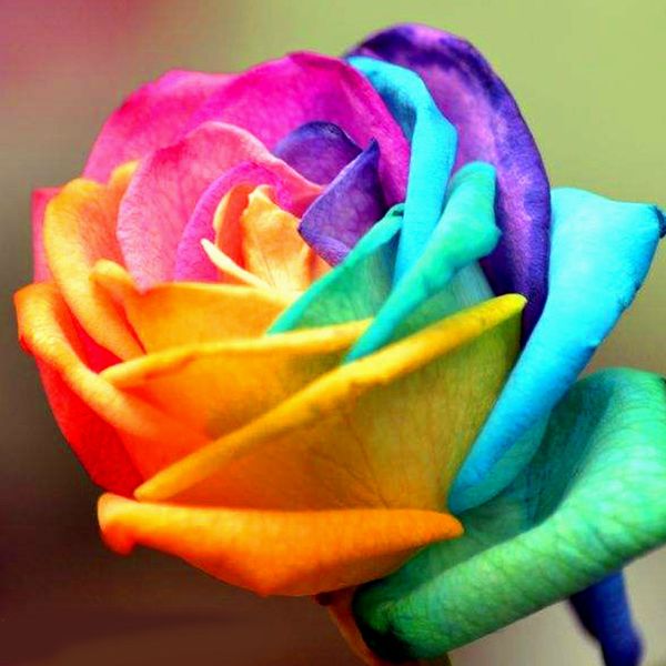 new colorful rainbow rose flower seed 100 seeds china rare black rose flower special flower seeds wholesale
new colorful rainbow rose flower seed 100 seeds china rare black rose flower special flower seeds wholesale