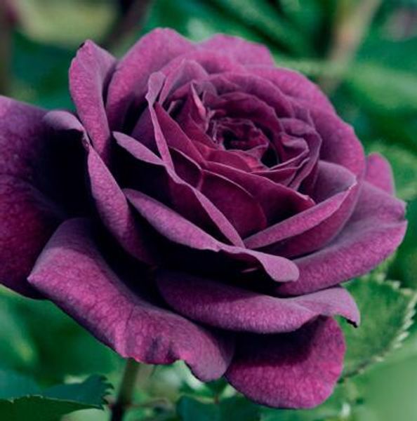 Бесплатная Доставка Blue Boy Rose Seeds *100 Штук Семян В Упаковке* Новое Прибытие Ombre Очаровательные Садовые Растения
Бесплатная Доставка Blue Boy Rose Seeds *100 Штук Семян В Упаковке* Новое Прибытие Ombre Очаровательные Садовые Растения