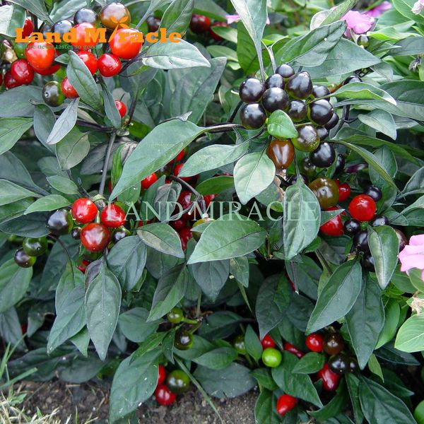 Heirloom Black Pearl Hot Pepper Seeds, 50 Seeds, Edible Ornamental Bonsai Mini Paprika
Heirloom Black Pearl Hot Pepper Seeds, 50 Seeds, Edible Ornamental Bonsai Mini Paprika