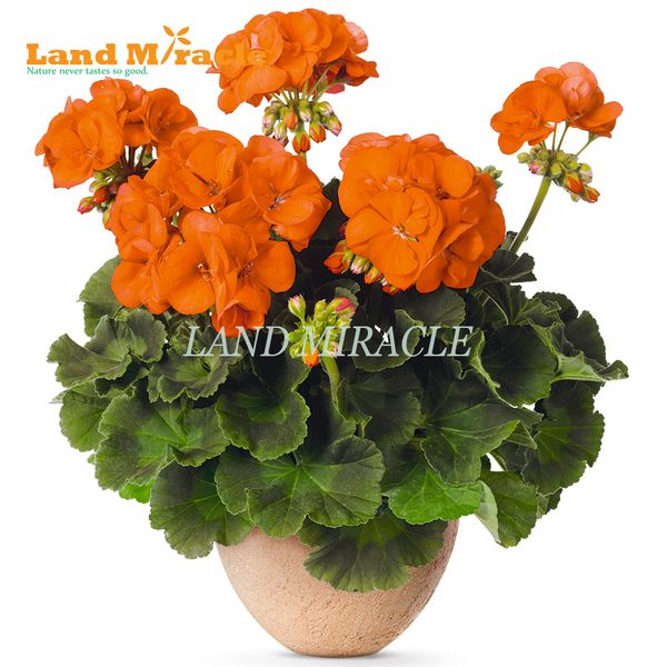 Rare Geranium Seeds, 5 Seeds, Light Orange Pelargonium Perennial Potted Plant indoor / outdoor Garden Flowers
Rare Geranium Seeds, 5 Seeds, Light Orange Pelargonium Perennial Potted Plant indoor / outdoor Garden Flowers