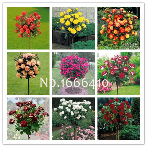 Sementes landmiracle
Sementes landmiracle