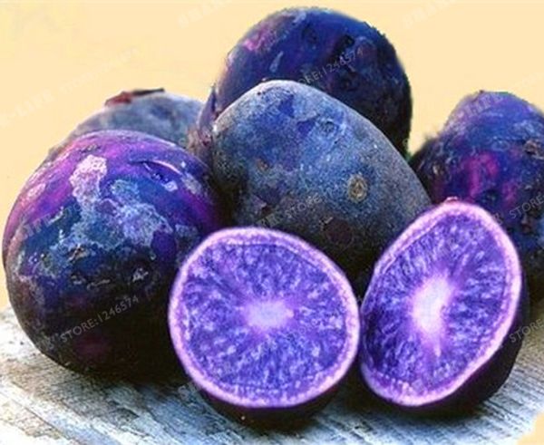 Sementes framedpainting 
Sementes framedpainting