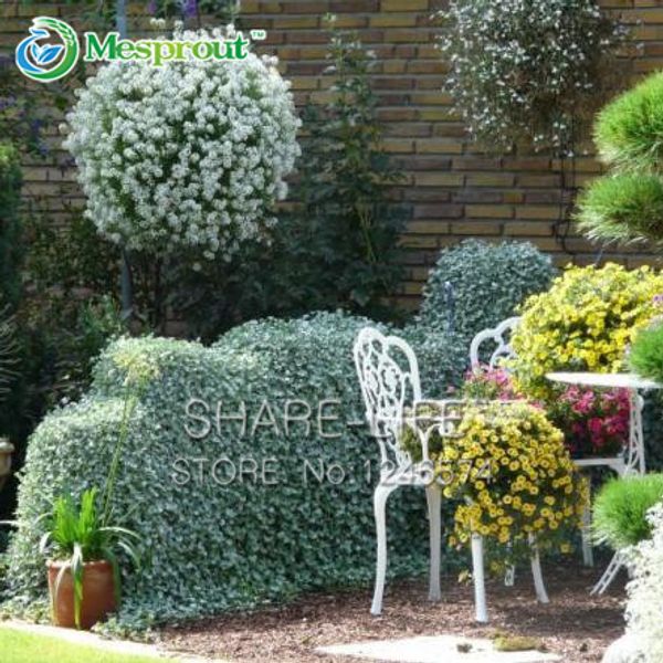 50 Dichondra Repens Silver Falls Изумрудный водопад почвопокровные семена в подвесных корзинах 
50 Dichondra Repens Silver Falls Изумрудный водопад почвопокровные семена в подвесных корзинах