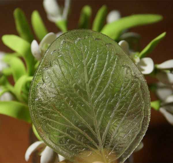 bread flowers variety of leaf polymer clay mold /fimo mold 7.5cm*6.5cm /fondant veiner mold,impression fimo tool
bread flowers variety of leaf polymer clay mold /fimo mold 7.5cm*6.5cm /fondant veiner mold,impression fimo tool