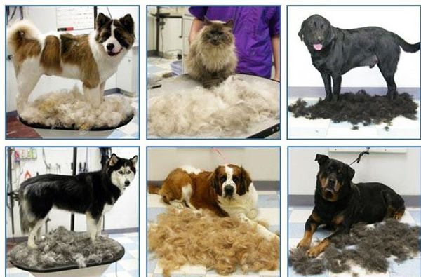 2017, the latest fraser pet dog hair removal comb, dog hair removal comb, dog comb dhl/ delivery
2017, the latest fraser pet dog hair removal comb, dog hair removal comb, dog comb dhl/ delivery