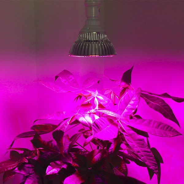 10x e27 greenhouse led grow light 15w 21w 27w 36w 45w 54w led grow lamp for plants flower plant orchids seedlings hydroponics system
10x e27 greenhouse led grow light 15w 21w 27w 36w 45w 54w led grow lamp for plants flower plant orchids seedlings hydroponics system