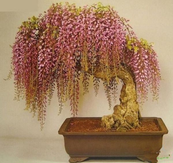 Free shipping, wisteria seeds 10 Seeds/pack rare gold mini bonsai wisteria tree seeds Indoor ornamental plants
Free shipping, wisteria seeds 10 Seeds/pack rare gold mini bonsai wisteria tree seeds Indoor ornamental plants