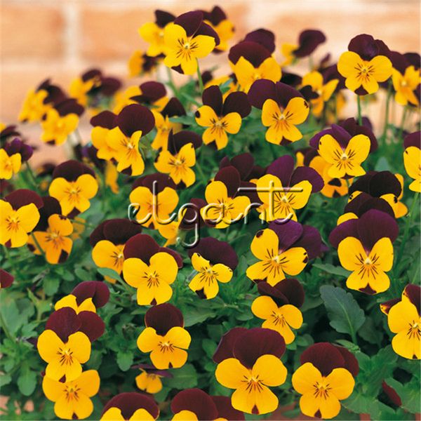 Sementes elgant
Sementes elgant