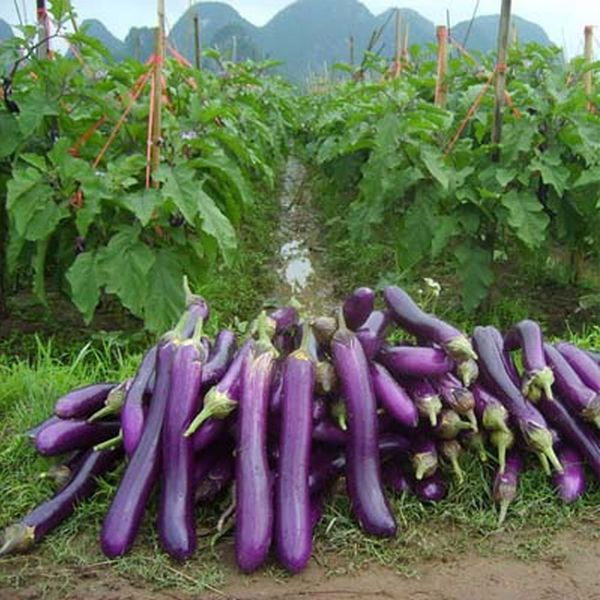 

100шт/УП.Фиолетовые семена баклажанов семена овощей ,длинная форма, богатый вкус, хороший вкус, богатый витаминами