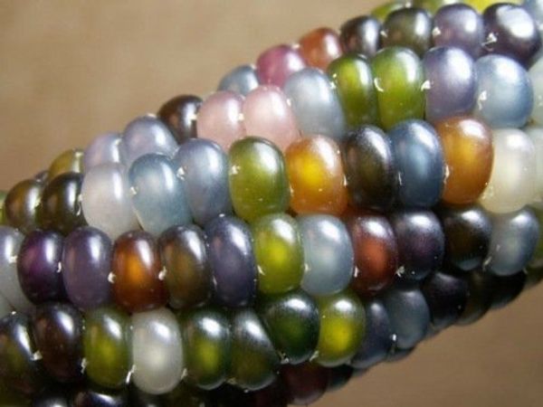rainbow corn glass gem индийская кукуруза фамильные семена самая красивая кукуруза в мире 100 шт. / лот dec245
rainbow corn glass gem индийская кукуруза фамильные семена самая красивая кукуруза в мире 100 шт. / лот dec245
