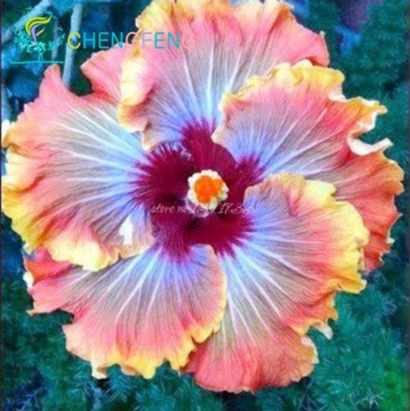 50pcs/bag hibiscus flower seeds giant hibiscus seed bonsai flower seeds outdoor plant seeds for home garden easy to grow
50pcs/bag hibiscus flower seeds giant hibiscus seed bonsai flower seeds outdoor plant seeds for home garden easy to grow