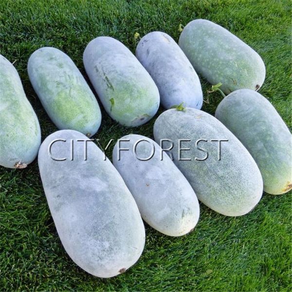Big Winter Melon Wax Gourd 20 Семена NON-GMO Растительный растительный продукт Продуктивный Легк
Big Winter Melon Wax Gourd 20 Семена NON-GMO Растительный растительный продукт Продуктивный Легк