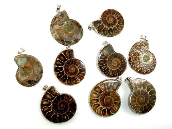 wholesale 10 pcs natural ammonite pendant fossil charm with silver plated bail, fossil pendants charms fashion jewelry popular simple style
wholesale 10 pcs natural ammonite pendant fossil charm with silver plated bail, fossil pendants charms fashion jewelry popular simple style