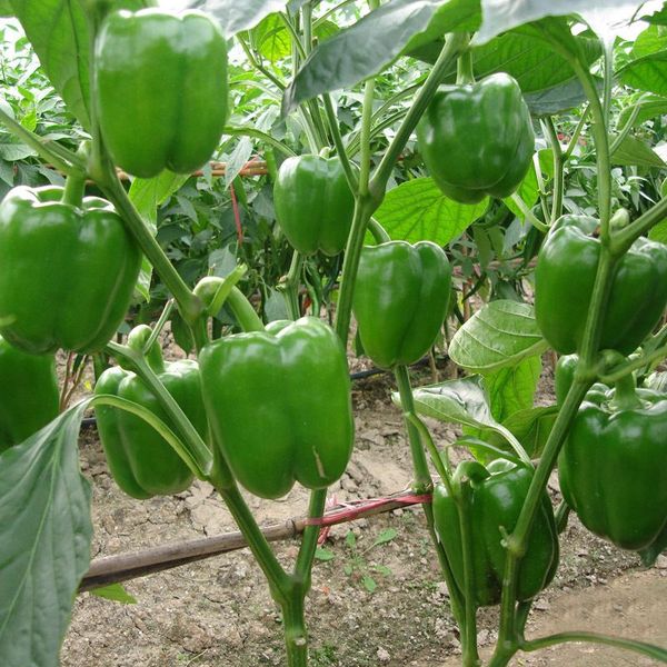 Organic Green Bell Pepper Seed Healthy Organic Vegetable Seeds and Garden Courtyard Sweet Pepper Pot Plants 100PCS
Organic Green Bell Pepper Seed Healthy Organic Vegetable Seeds and Garden Courtyard Sweet Pepper Pot Plants 100PCS