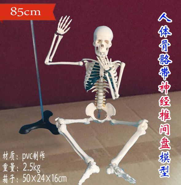 wholesale new manikin human skeleton with spinal nerve disc model 85cm can be active teaching medical mannequins 1pc c007, Black
wholesale new manikin human skeleton with spinal nerve disc model 85cm can be active teaching medical mannequins 1pc c007, Black