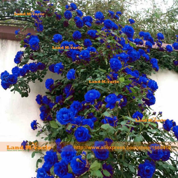 100 Seeds/Pack, Rare Chinese Light Blue 'Charming Lady' Rose Flower Seeds, Climbing Flower Plant Seeds WITH Strong Frangrant!
100 Seeds/Pack, Rare Chinese Light Blue 'Charming Lady' Rose Flower Seeds, Climbing Flower Plant Seeds WITH Strong Frangrant!