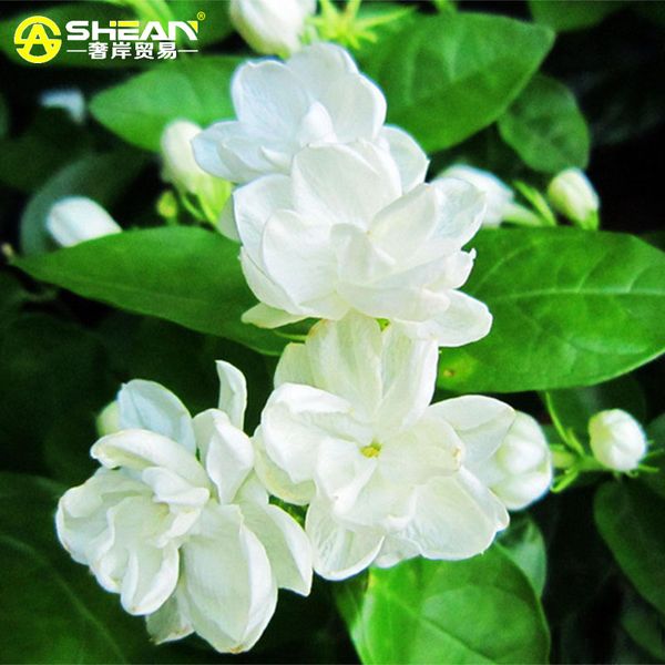 30 pcs/bag White Jasmine Seeds Jasmine Flower Seeds Fragrant Plant Arabian Jasmine Seeds Bonsai Potted Plants for Home & Garden
30 pcs/bag White Jasmine Seeds Jasmine Flower Seeds Fragrant Plant Arabian Jasmine Seeds Bonsai Potted Plants for Home & Garden