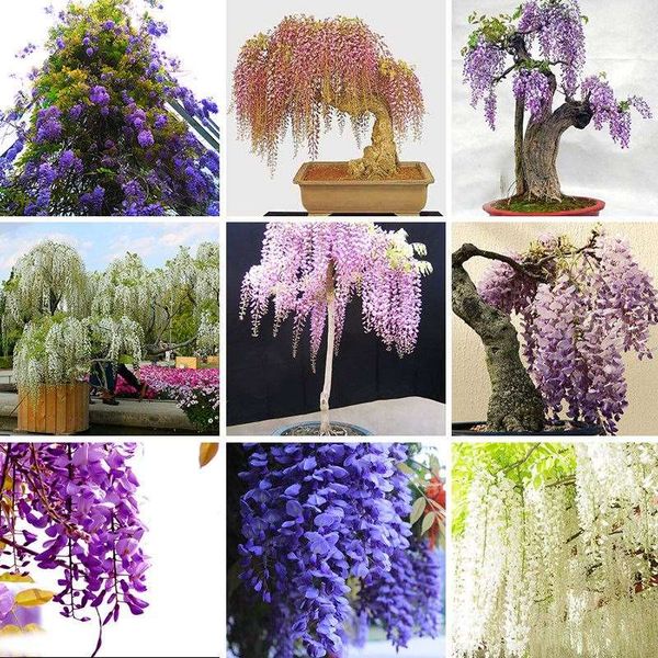Five Different Rare Mini Bonsai Wisteria Tree Seeds Indoor Ornamental Plants Seeds 10PCS
Five Different Rare Mini Bonsai Wisteria Tree Seeds Indoor Ornamental Plants Seeds 10PCS