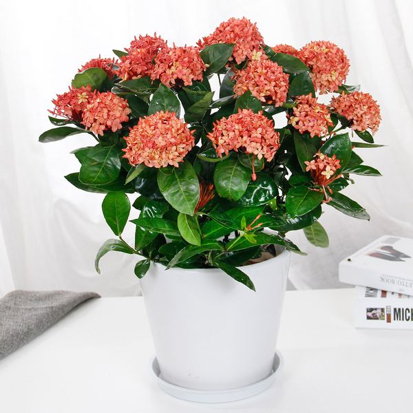 20pcs seeds balcony desk window beautiful living room formaldehyde absorbing Ixora seed pot air purification easy to grow
20pcs seeds balcony desk window beautiful living room formaldehyde absorbing Ixora seed pot air purification easy to grow