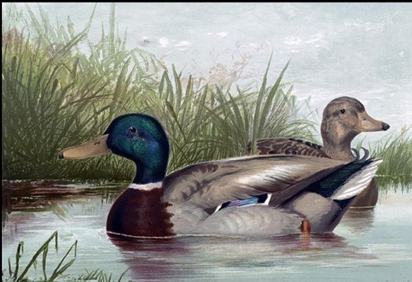 framed ducks in pond,pure hand painted animal art oil painting on canvas.multi sizes available a010
framed ducks in pond,pure hand painted animal art oil painting on canvas.multi sizes available a010