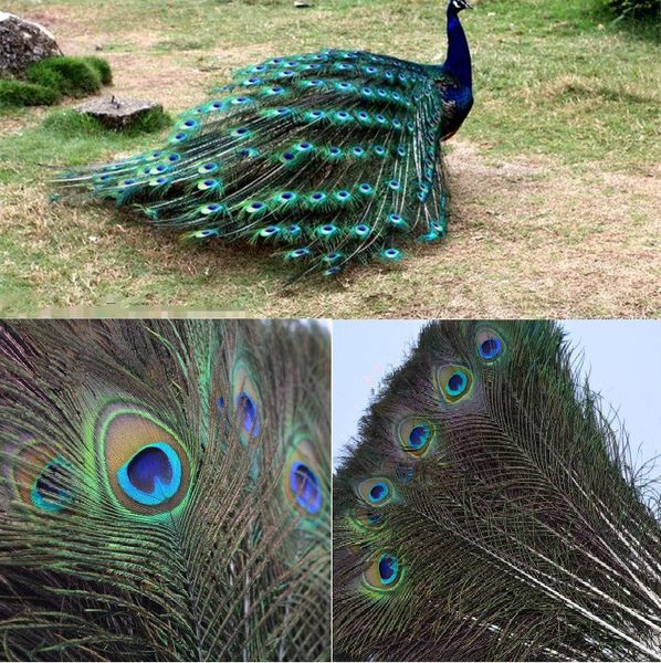 

new elegant decorative materials decorative feather beautiful feathers about 25 to 30 cm novelty items 4148