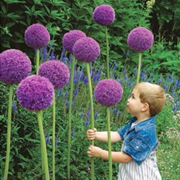 30 Purple Giant Allium Giganteum Beautiful Flower Seeds Garden Plant The Budding Rate 95% Rare Flower For Kid
30 Purple Giant Allium Giganteum Beautiful Flower Seeds Garden Plant The Budding Rate 95% Rare Flower For Kid