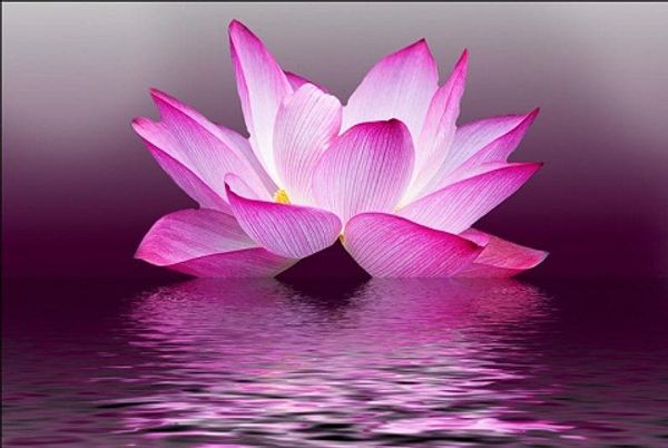 framed beautiful lotus flowers in the sea,pure hand painted floral art oil painting canvas.multi sizes f001
framed beautiful lotus flowers in the sea,pure hand painted floral art oil painting canvas.multi sizes f001