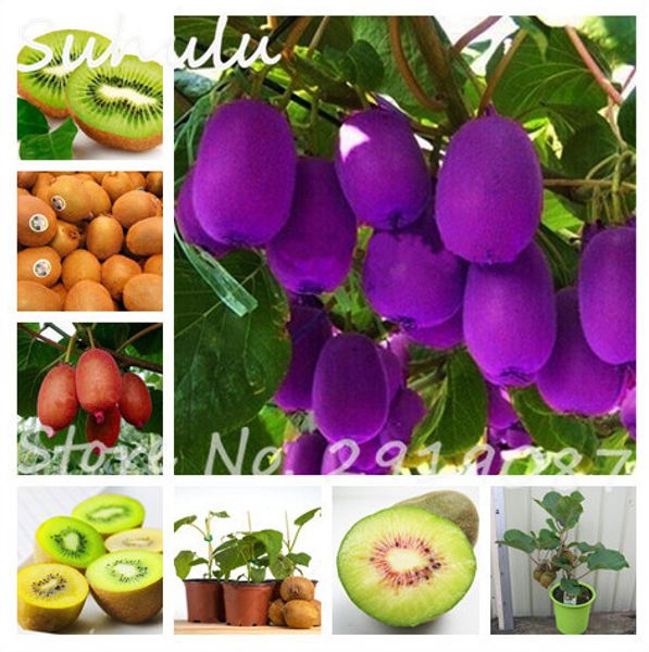 Big Promotion! 200 Pcs Kiwi Seeds Organic Delicious Fruit Vegetable Melon Seed Planted Potted Plants Trees Home Free Shipping Easy Grow