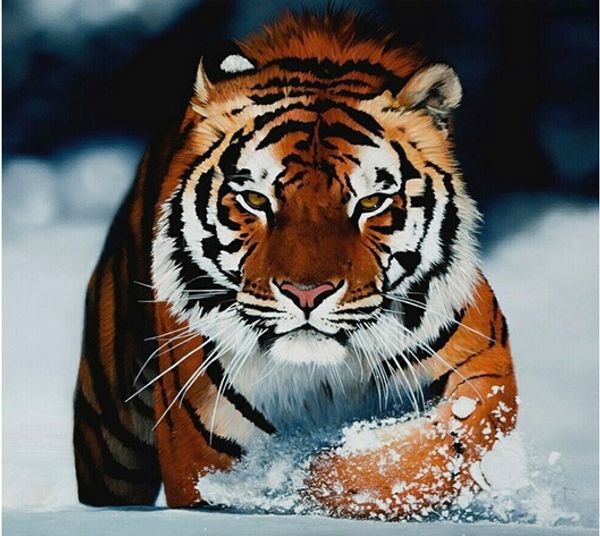 Full Square/Round Drill 5D DIY Diamond Painting "tiger" Embroidery Cross Stitch Mosaic Home Decor Art Experience toys Gift A0322
Full Square/Round Drill 5D DIY Diamond Painting "tiger" Embroidery Cross Stitch Mosaic Home Decor Art Experience toys Gift A0322