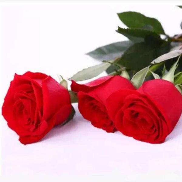2019 latest rose flower seeds popular mixed colorful garden seeds 100 piece per package home garden plants fast shipping
2019 latest rose flower seeds popular mixed colorful garden seeds 100 piece per package home garden plants fast shipping
