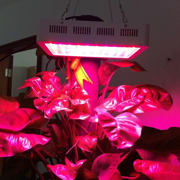 1000w 1200w led grow light recommeded high cost-effective double chips full spectrum led grow lights for hydroponic systems
1000w 1200w led grow light recommeded high cost-effective double chips full spectrum led grow lights for hydroponic systems