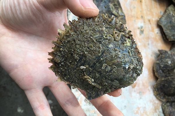 Sea Akoya жемчужная морская вода 6-7 мм Натуральная морская вода Круглый жемчужный уст
Sea Akoya жемчужная морская вода 6-7 мм Натуральная морская вода Круглый жемчужный уст
