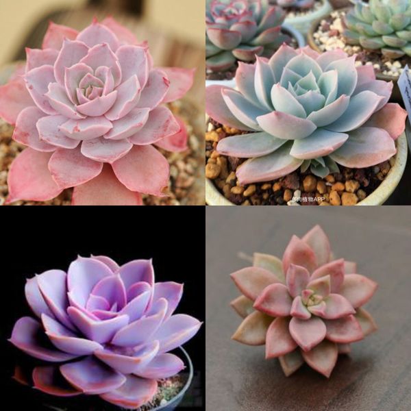 Succulent Plants Flower Seeds Cheap Lucky Pink Plants Seed Great Bonsai Plant Perennial Bloom Balcony Garden Plants Yard Wedding Decorations
Succulent Plants Flower Seeds Cheap Lucky Pink Plants Seed Great Bonsai Plant Perennial Bloom Balcony Garden Plants Yard Wedding Decorations