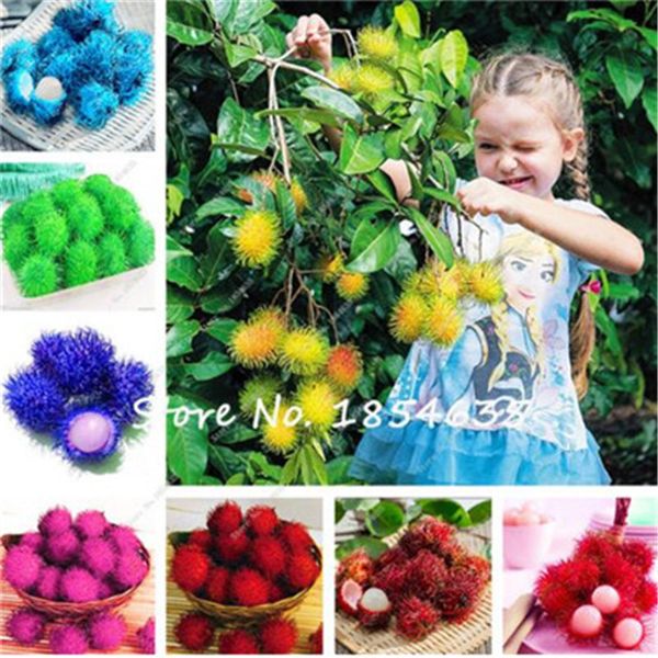 Sementes ymhzpy
Sementes ymhzpy