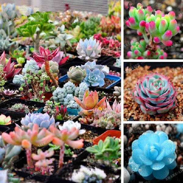 200seeds/пакет Mix сочные семена лотоса литопсов Pseudotruncatella бонсай растения семена для дома сад цветочные горшки горшки
200seeds/пакет Mix сочные семена лотоса литопсов Pseudotruncatella бонсай растения семена для дома сад цветочные горшки горшки