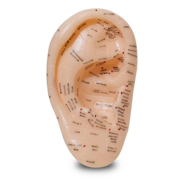 17cm / 6.7 inch english ear acupuncture model for chinese point detector use health care gardgets
17cm / 6.7 inch english ear acupuncture model for chinese point detector use health care gardgets