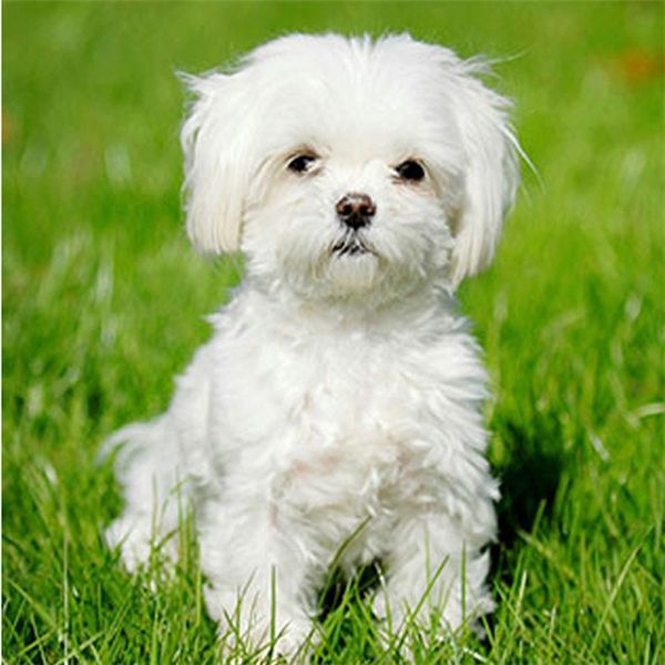diy diamond painting cross stitch kit rhinestone full round diamond embroidery animal cute white dog home mosaic decoration yx4130
diy diamond painting cross stitch kit rhinestone full round diamond embroidery animal cute white dog home mosaic decoration yx4130