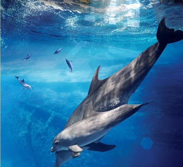 luxury floor wallpaper aesthetic dolphin 3d three-dimensional bathroom living room floor to floor painting
luxury floor wallpaper aesthetic dolphin 3d three-dimensional bathroom living room floor to floor painting